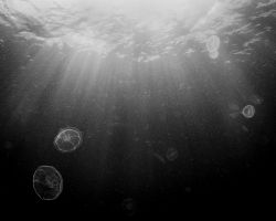 Jelly fish in the sun rays. Natural light. Antigua. Nikon... by Matthew Shanley 